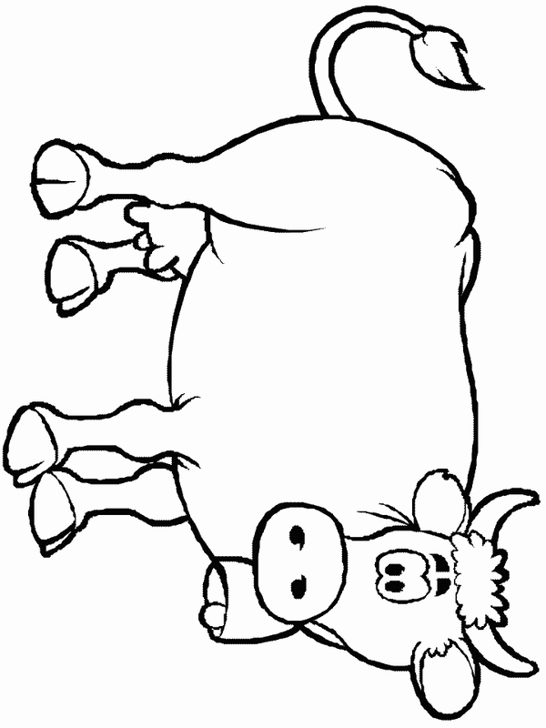 moo cow
